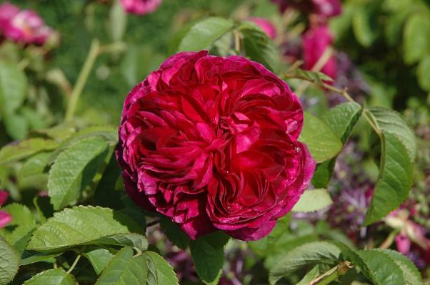 Herwyn Ehlers | Gartenplanung, Bau und Pflege