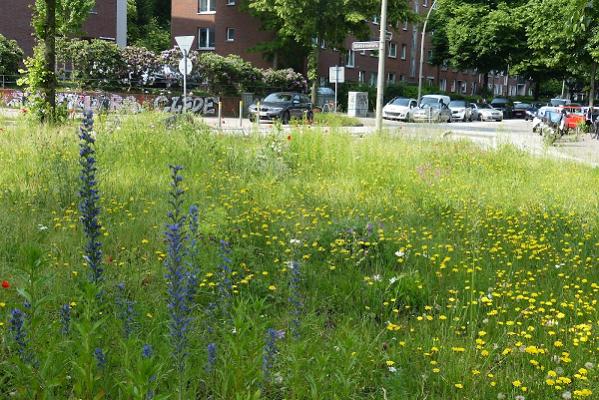 Wildblumen-Wiese Goebenkreisel