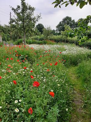 Wildblumen-Wiese Eimsbüttelpark NABU