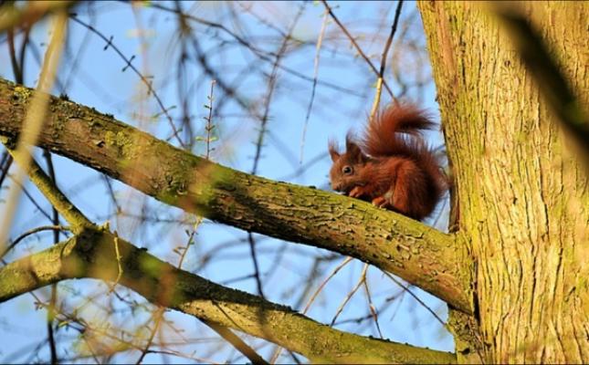 ankerpunkt BAUMPFLEGE 🌳🌞⚓
