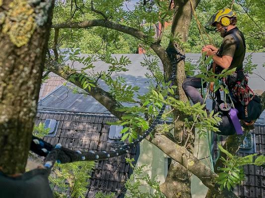BAUMKOLLEKTIV - Fachkundige Baumpflege und Baumarbeiten