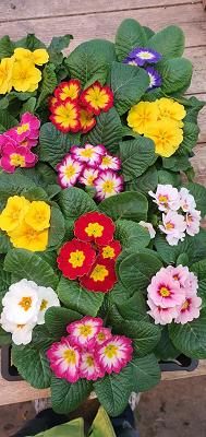 Wilfried Harden Gartenbau Inhaber Andre Harden