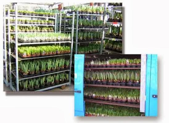 Ernst Kramer Gartenbau