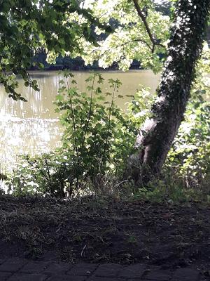 Harms Garten- und Landschaftsbau GmbH