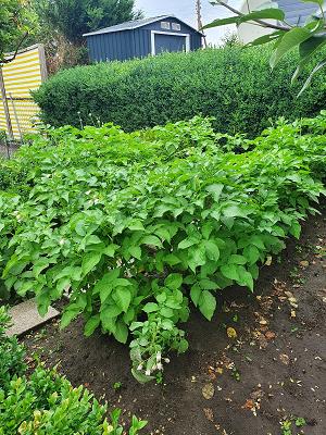 Gartenbauverein Reiherhoop 1 v. 1917 e.V.