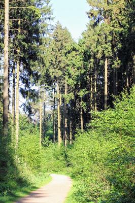 Gartenbauverein Elf Buchen