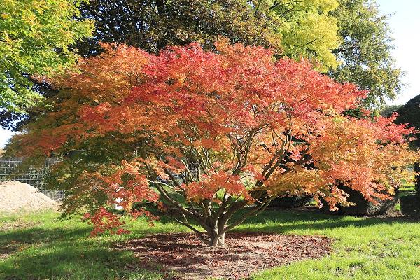 Baumschule Lorenz von Ehren GmbH & Co. KG