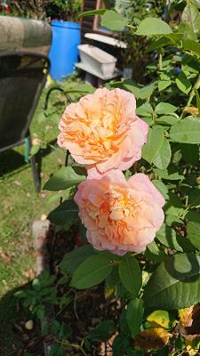 Gartenbauverein Finkenwerder e.V.