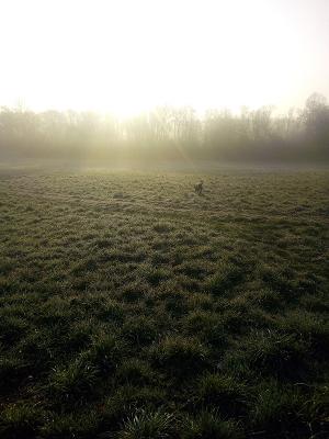 Jensen Gartengestalltung Garten- u. Landschaftsbau GmbH