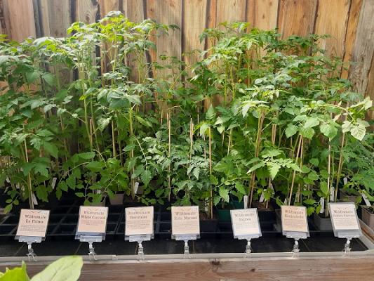 Das grüne Kollektiv