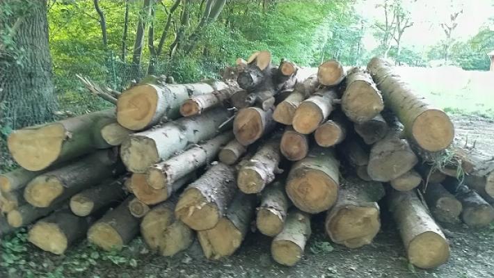 Holger Ahrens Gartengestaltung und Baumpflege