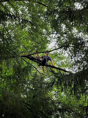 Baumpflege-Krüger, Fachbetrieb Hamburg & Umgebung
