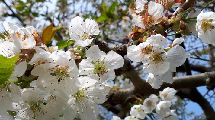 Kleingartenverein Am Chausseehaus