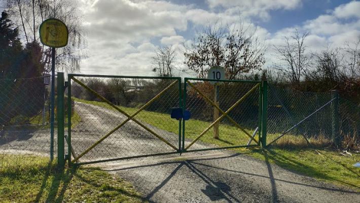 Gartensparte Kornblume