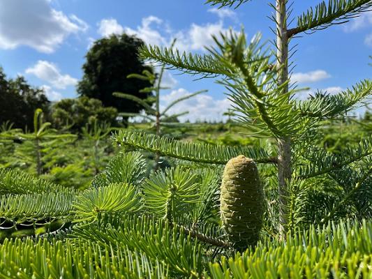 Tannenhof Jarmener Heide