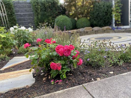 Fagus Gartengestaltung