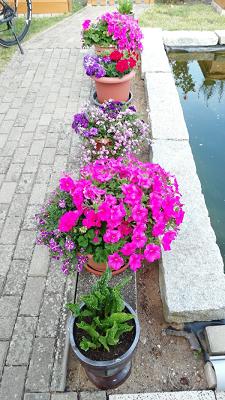 Gärtnerei Schwenzin | Lebenshilfswerk Waren gGmbH