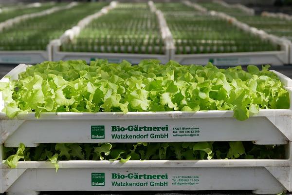 BIO-Gärtnerei Watzkendorf GmbH