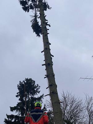 Kronenkollektiv - Baumpflege & Baumkontrolle