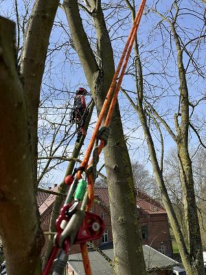 Elias Grove - Baumpflege, Baumfällungen