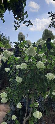 Kleingartenverein "Einigkeit"Greifswald e. V