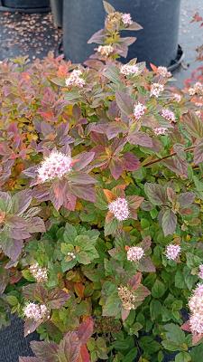 HansePflanze GmbH & Co.KG