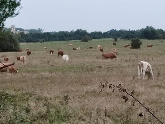 Kleingartenanlage "Unkel Bräsig"