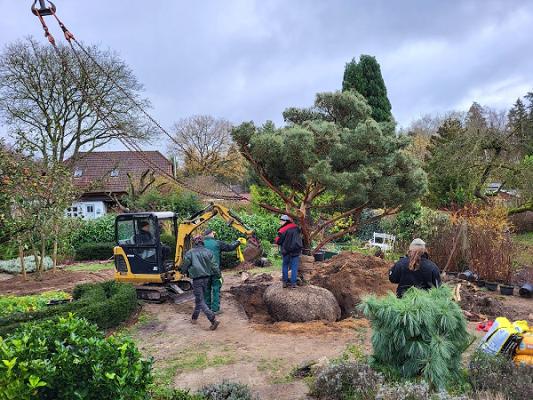 Glaevke Pflanzen und Gärten