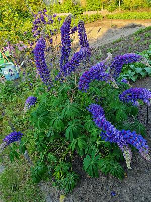 KGA "Am Waldessaum, Block VI" e.V.