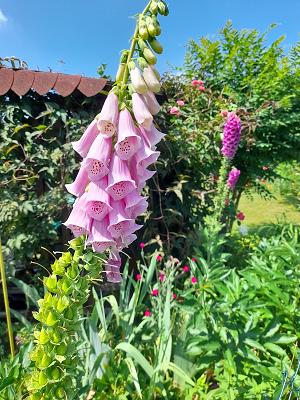 Kleingartenanlage "Schutow"