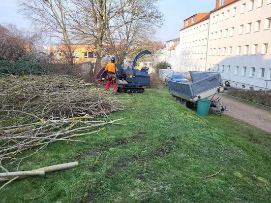 TANNE 16 Baumfällungen und Gartenservice