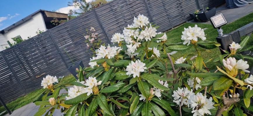 Kleingartenanlage "Usedom" e.V.