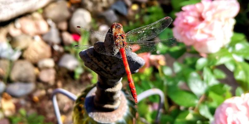 Kleingartenanlage "An'n Dragunsgraben"