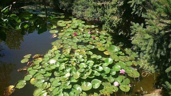 Ralf Lassig, Gartenbau - Frühlings blühenden Pflanzen und verschiedene Gemüse Pflanzen