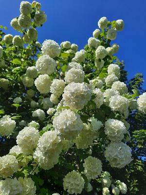 Kleingartenverein Sonnenhügel e.V.