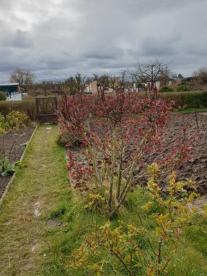 Kleingartenverein Tannenblick Damgarten e.V.