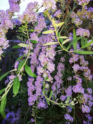 Kleingärtnerverein Am Erlengrund