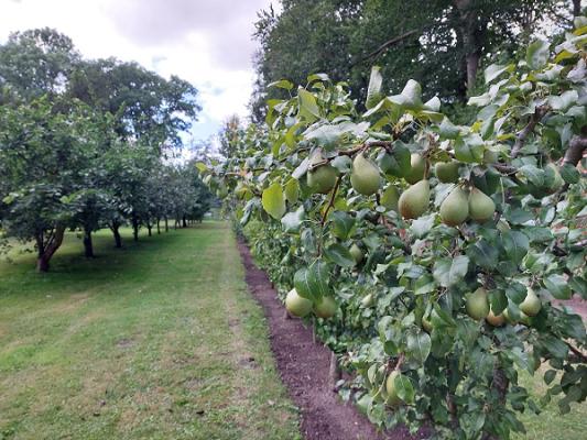Spalierobstgarten Klausdorf