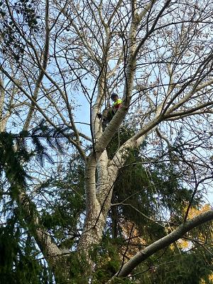 Baum-, Garten- und Forstservice M. Bäcker