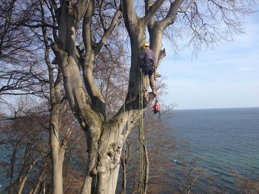 Baumpflege Nord - Philipp Schwarz