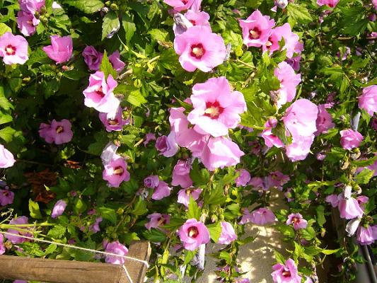 Gartenverein "Drigger Ort" e.V.