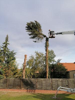 GalaBau Dannenberg GbR Baumpflege - Baumfällungen