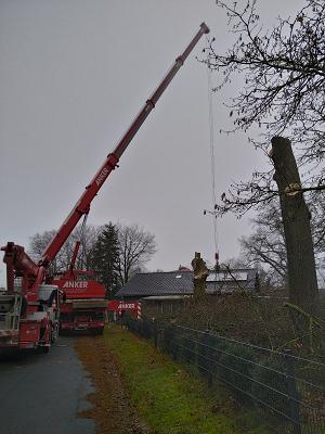 Baumfällung Uelzen Lange