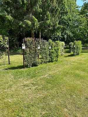Flotte Hecke