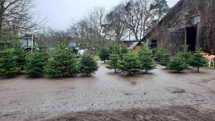 Weihnachtsbäume Hof Dohmeier