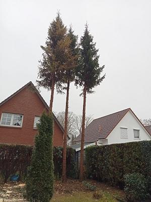 B & R Baum und Gartenpflege
