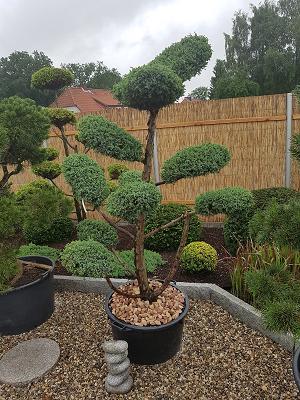 Gartenbonsai Bomlitz