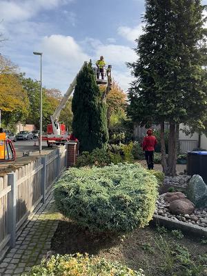 Jagd und Forst Baumfällungen - Laatzen, Region Hannover