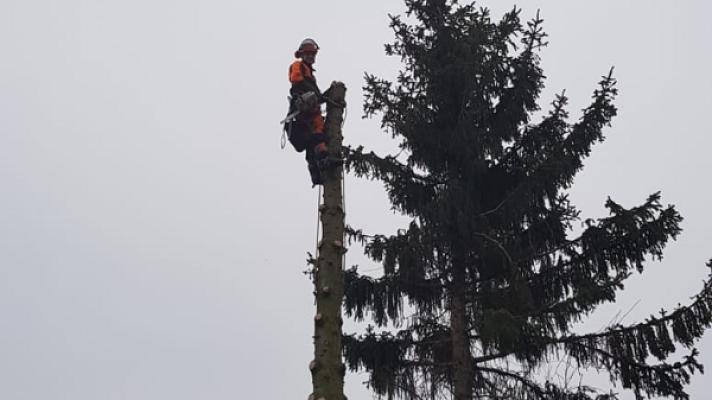 Mattern Baumfällung