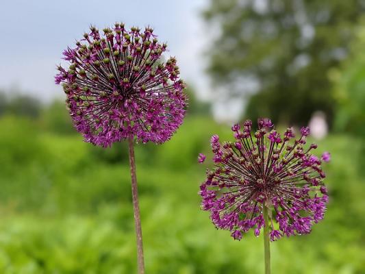 garten pristin